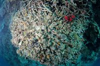 Ekosistem Bawah Laut Makassar Mulai Mengkhawatirkan