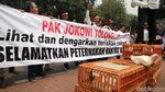 Harga Jual Anjlok, Peternak Ayam Demo Pemerintah