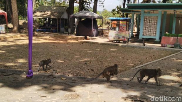 Kelaparan, Kawanan Monyet Jarah Mi dan Kopi Pemilik Warung di Ciamis