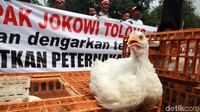 Dalam aksinya, mereka membawa ayam dan kandangnya.
