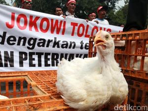 Harga Ayam Anjlok, Kementan Musnahkan 7 Juta Bibit Bulan Depan
