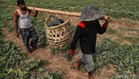 Petani membawa semangka yang baru dipanen.