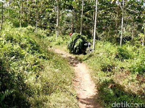 Jalam menuju Kampung Darungan di Banyuwangi/