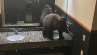 Pulang ke Penginapan, Turis Kaget Ada Beruang di Toilet