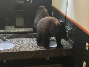 Pulang ke Penginapan, Turis Kaget Ada Beruang di Toilet