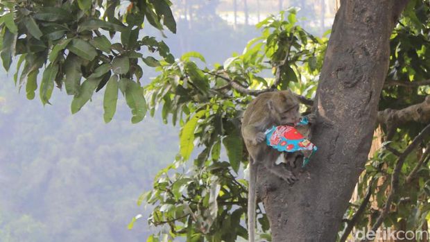 Teror Warga di Bandung, Kawanan Kera Jebol Rumah-Jarah Makanan
