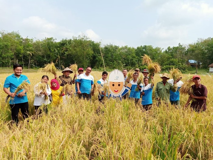 Diberi Pelatihan, Petani di Sumsel Berhasil Panen Padi Organik