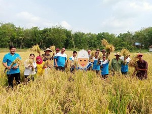 Diberi Pelatihan, Petani di Sumsel Berhasil Panen Padi Organik