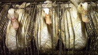 Meski dikecam banyak pihak, tapi industri foie gras masih bertahan di dunia kuliner internasional hingga saat ini.  Foto: Istimewa