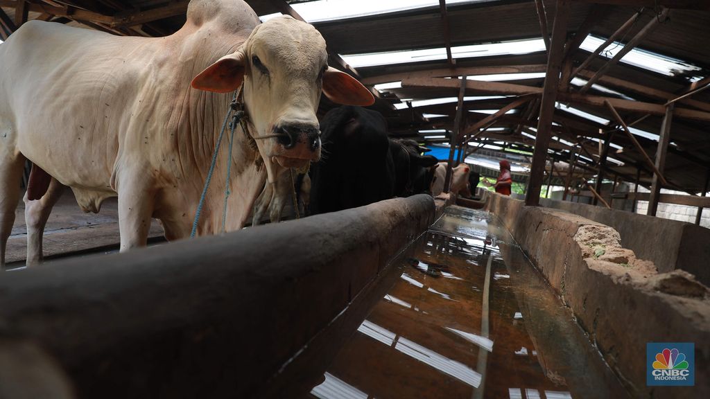 Proses pengolahan biogas di peternakan sapi milik Pondok Pesantren Assyafaat, Depok, Jawa Barat, Kamis (5/9).  Dalam sehari kotoran sapi yang dihabiskan mencapai 25-30kg, untuk memenuhi kebutuhan memasak di peternakan tersebut. Untuk menghasilkan biogas dari kotoran sapi, Pak syarif melakukan persiapan seperti menghitung kebutuhan energi, menentukan model digester, membuat filter gas, membuat bahan baku isian. Semua itu harus harus dipenuhi agar dapat memproduksi biogas secara efisien dan hemat. Cara kerja biodigester untuk menghasilkan gas metan adalah sebagai berikut. Pertama, kotoran sapi dialirkan dari kandang ke kolam melalui got atau pipa. Kemudian kotoran sapi itu dicampur air dengan perbandingan 1:1 guna mengencerkan kotoran. Lalu, kotoran itu dimasukkan ke dalam reaktor berbentuk bulat untuk difermentasi, hingga mengeluarkan gas metan. Jika dikalkulasikan, ia dapat menghemat Rp 300 ribu per bulan.  (CNBC Indonesia/Muhammad Sabki)
