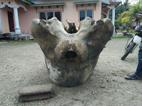 Tulang yang ditemukan di pinggir pantai Siwalempu, Donggala, Sulteng/DOK. Polres Donggala