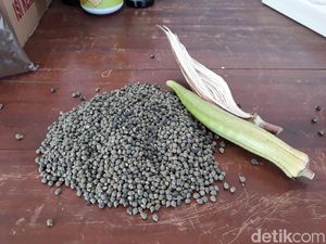 Unik! Kopi ini Terbuat dari Biji Tanaman Okra