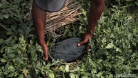 Seorang petani memanen buah semangka di kawasan Marunda,  Jakarta Utara, Kamis (5/9).