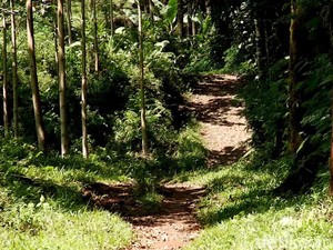 Kronologi Lengkap KKN Desa Penari di Banyuwangi yang Berujung Tragedi