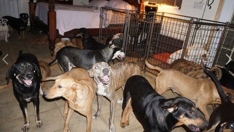 Diterjang Topan Dorian, Perempuan Ini Tampung Nyaris 100 Anjing di Rumahnya Diterjang Topan Dorian, Perempuan Ini Tampung Nyaris 100 Anjing di Rumahnya