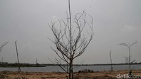Kondisi Jakarta yang masih mengalami musim kemarau membuat area di Waduk Rorotan ini nampak tandus.