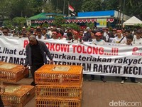 Peternak Kesal Harga Ayam Anjlok, Ngaku Rugi hingga Rp 2 T