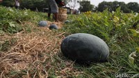 Semangka ini dijual Rp 5.000 per kilogram.