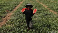 Kualitas semangka pun cukup bagus dengan buah berwarna merah.