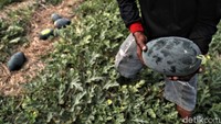 Sekali panen petani bisa mendapatkan 120 kg semangka.