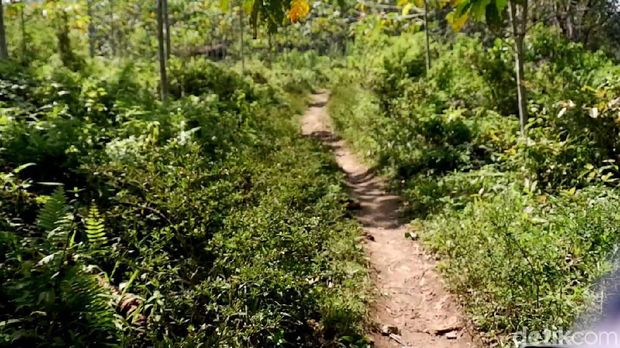 Jalan setapak menuju Kampung 'Hilang' di Banyuwangi
