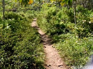 Aroma Mistis Menelusuri Kampung yang Diduga Lokasi KKN Desa Penari