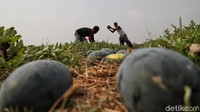 Menurut keterangan petani, panen semangka tidak terpengaruh dengan musim kemarau.