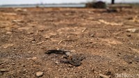 Warga sekitar mengatakan, hampir satu tahun ini nasib Waduk Rorotan tak jelas nasibnya, padahal dana yang digelontorkan untuk pembangunan waduk ini mencapai puluhan miliar.