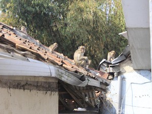 Teror Warga di Bandung, Kawanan Kera Jebol Rumah-Jarah Makanan