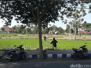 Terjaring Razia Patuh Semeru, Pemotor di Banyuwangi Lari ke Sawah