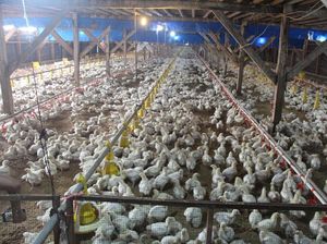 Suplai Ayam Melimpah, Ini Langkah Kementan Atasi Disparitas Harga