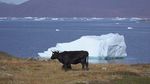 Foto: Nestapa Greenland yang Semakin Mencair
