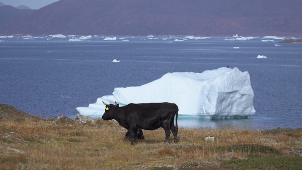 Dampak es mencair memungkin bagi warga Greenland untuk bisa bercocok tanam. Ternak bisa merumput di samping bongkahan es besar yang mengapung di lautan. (BBC)