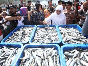 Pemprov Jatim Segera Adopsi Teknologi Deteksi Ikan Untuk Nelayan