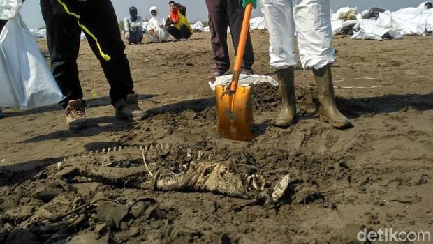 2 Lumba-lumba Mati di Pantai Karawang, Diduga Terpapar Tumpahan Minyak