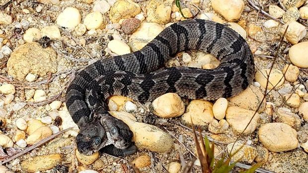 Ular berbisa viper berkepala dua ditemukan di New Jersey, AS