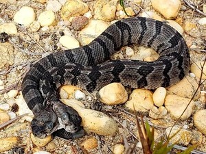 Langka! Ular Viper Berkepala Dua Ditemukan di New Jersey
