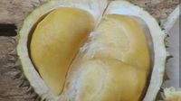 Di Pontianak, Presiden Jokowi Tanam Pohon Durian Serombut 
