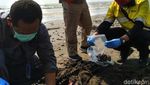 Terpapar Tumpahan Minyak, 2 Lumba-lumba Mati di Pantai Karawang