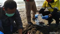 Tim verifikator mengambil sampel dari bangkai lumba-lumba.