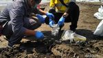 Terpapar Tumpahan Minyak, 2 Lumba-lumba Mati di Pantai Karawang