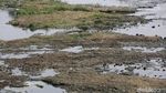 Penampakan Kanal Banjir Timur yang Surut Kala Musim Kemarau