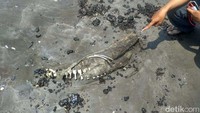 Saat ditemukan lumba-lumba itu hampir membusuk. Terkubur di pasir pantai, di sekitar tubuh hewan laut itu terdapat ceceran minyak mentah berwarna hitam.