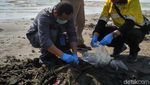 Terpapar Tumpahan Minyak, 2 Lumba-lumba Mati di Pantai Karawang