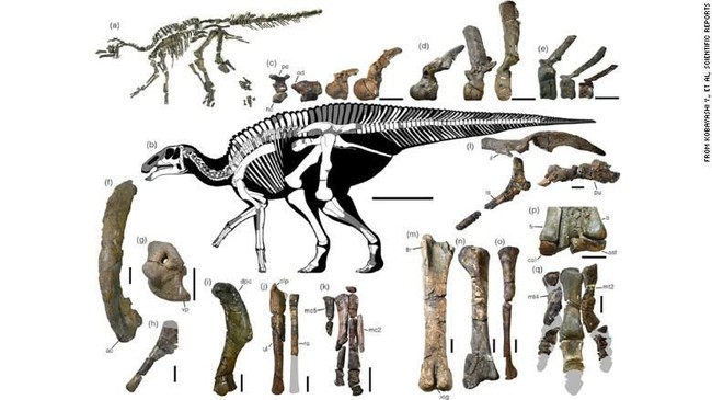 Ada Dinosaurus Misterius Pernah Hidup di Jepang