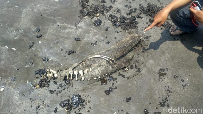 2 Lumba-lumba Mati di Pantai Karawang, Diduga Terpapar Tumpahan Minyak 2 Lumba-lumba Mati di Pantai Karawang, Diduga Terpapar Tumpahan Minyak