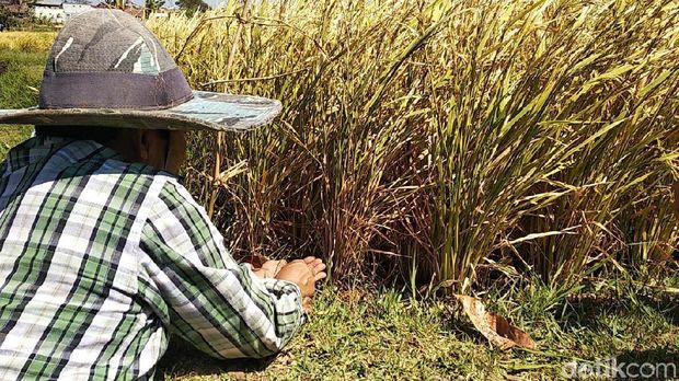 Tanaman Padi di Garut Diserang Hama Ulat, Petani Panen Lebih Awal