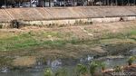 Penampakan Kanal Banjir Timur yang Surut Kala Musim Kemarau
