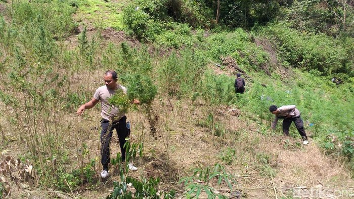 Polisi Temukan 5 Hektare Ladang Ganja di Pegunungan Tor Simantawa Sumut