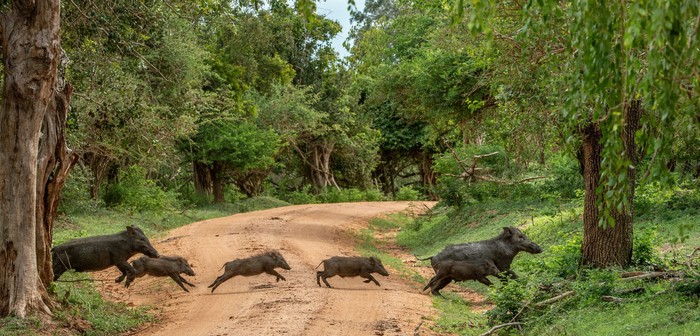 A herd of wild boars, sus scrofa, on a meadow wet from dew. Wild animals in nature early in the morning with moisture covered grass. Mammals in wilderness.